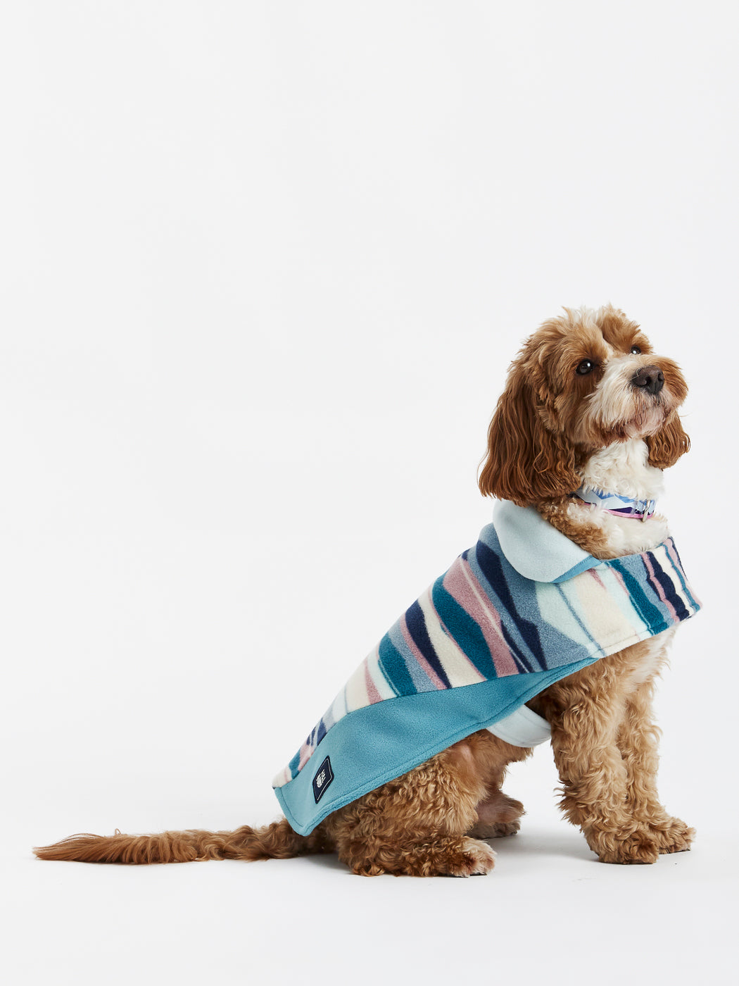 Contrasting blue fold over collar, with steel blue piping on this dogs fleece coat.